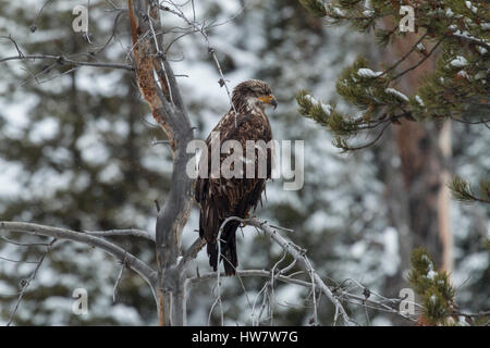 Unreife Weißkopfseeadler thront über dem Firehole River im Yellowstone-Nationalpark, Wyoming. Stockfoto