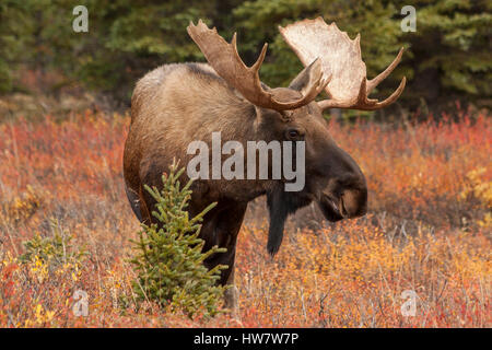 Bull Moose im Denali-Nationalpark, Alaska. Stockfoto