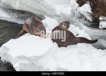 Fischotter Fütterung auf Forellen in den Yellowstone River, Yellowstone National Park, Wyoming. Stockfoto