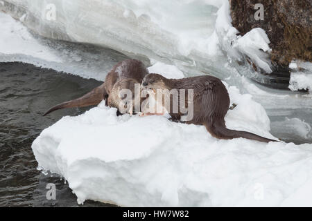 Fischotter Fütterung auf Forellen in den Yellowstone River, Yellowstone National Park, Wyoming. Stockfoto