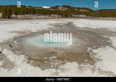 Perle Geysir im Norris-Geysir-Becken im Yellowstone-Nationalpark, Wyoming. Stockfoto