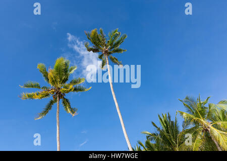 Zwei Palmen ragen zu einem wunderschönen blauen Himmel mit einer kleinen Wolke zwischen ihnen. Stockfoto