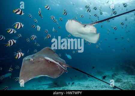 Rosa Whipray, Pateobatis Fai, Nord Male Atoll, Malediven Stockfoto