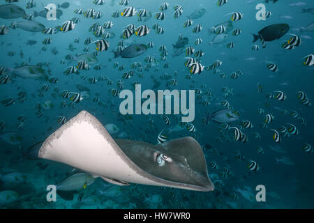 Rosa Whipray, Pateobatis Fai, Nord Male Atoll, Malediven Stockfoto