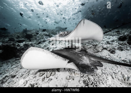 Rosa Whipray, Pateobatis Fai, Nord Male Atoll, Malediven Stockfoto