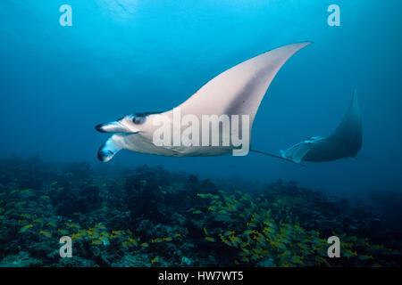 Reef Manta, Manta alfredi, Nord Male Atoll, Malediven Stockfoto