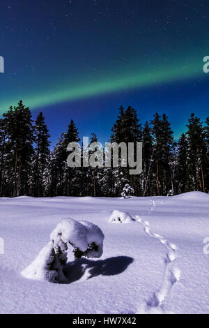 Rotfuchs Tracks und das Nordlicht Stockfoto