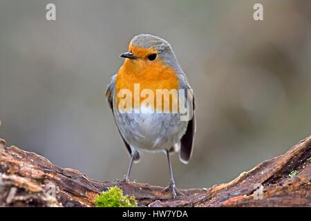 Frankreich, Doubs, vertraut Robin (Erithacus Rubecula) thront auf einem Stamm Stockfoto