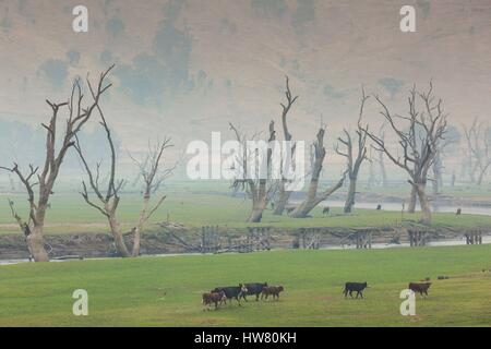 Australien, Victoria, Huon, Landschaft von Lake Hume mit Wald Feuer Rauch Stockfoto