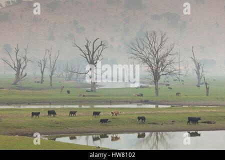 Australien, Victoria, Huon, Landschaft von Lake Hume mit Wald Feuer Rauch Stockfoto