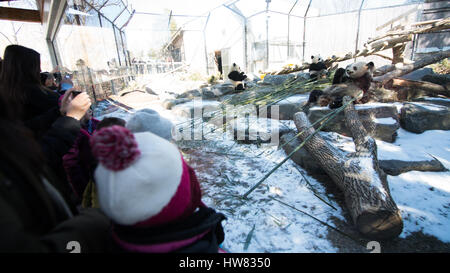 Toronto. 17. März 2017. Die Menschen sehen Giant Pandas im Zoo von Toronto in Toronto, Kanada am 17. März 2017. Bildnachweis: Li Haitao/Xinhua/Alamy Live-Nachrichten Stockfoto