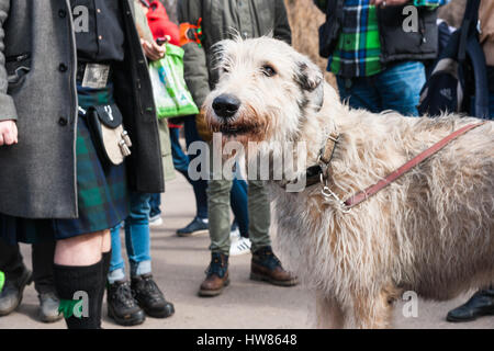 Moskau, Russland. Samstag, 18. März 2017. 25. Jubiläum St. Patrics Day Parade findet in Sokolniki Park von Moskau im Rahmen des irischen Woche 2017 Festival, März 15-26. Die Parade ist eine beliebte und fröhlich kulturelle Veranstaltung in Moskau. Die Russisch-orthodoxe Kirche (ROC) hat vor kurzem St. Patric erkannt und von nun an ROC feiert St. Patrics Tag offiziell. Irischer Wolfshund ist ein Teilnehmer der Parade in Sokolniki-Park. © Alex Bilder/Alamy Live-Nachrichten Stockfoto