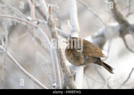 Weibliche Amsel (Turdus Merula) im Winter. Dagestan, Russland Stockfoto