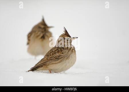 Hauben-Lerchen (Galerida Cristata) im Winter. Dagestan, Russland. Stockfoto