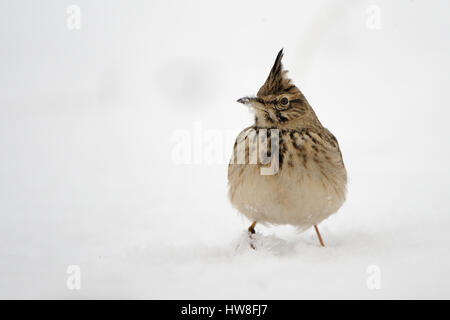 Erklommene Lerche (Galerida Cristata) im Winter. Dagestan, Russland. Stockfoto