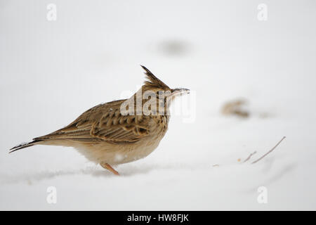 Erklommene Lerche (Galerida Cristata) im Winter. Dagestan, Russland. Stockfoto