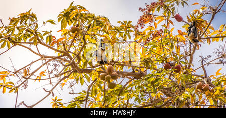 Frankreich, Insel Mayotte (französische überseeische Departements), Grande Terre, Fledermäuse Flying Foxes (Pteropus comorensis seychellensis) in einem blühenden Baum Früchte trägt. Stockfoto