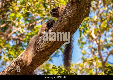 Frankreich, Insel Mayotte (französische überseeische Departements), M'bouzi Insel (Chissioua M'bouzi) paar wilde Lemuren (Eulemur fulvus mayottensis) auch als Maki, auf einem Zweig Stockfoto