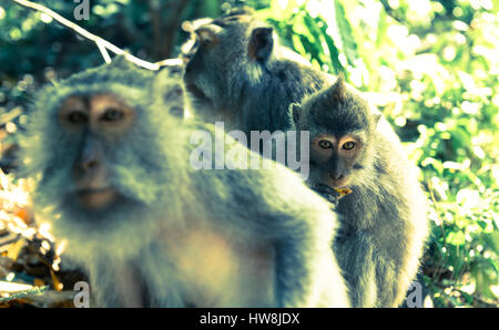 Affen in Ubud-Bali Stockfoto