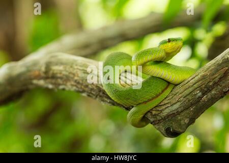 Indonesien, Nusa Tenggara Timur, Insel Komodo, Komodo National Park als Weltkulturerbe der UNESCO, Weiß-lippigen Insel Bambusotter (Cryptelytrops insularis früher ein älterer Name insularis) endemisch auf Kleine Sunda Inseln, Bali und West Java Stockfoto