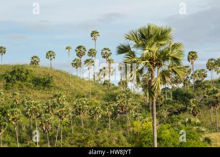 Indonesien, Nusa Tenggara Timur, Rinca, Komodo National Park als Weltkulturerbe durch die UNESCO, Rinca charakteristische Landschaft mit asiatischen Palmyra Palmen (Borassus flabellifer) Stockfoto