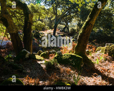 Naturpark Straße von Gibraltar. Parque Natural de Los Alcornocales, Provinz Tarifa Cadiz, Andalusien Süd Spain.Europe Stockfoto