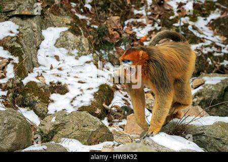 China, Provinz Shaanxi, Qinling Berge, goldene Snub-nosed Affe (Rhinopithecus Roxellana), Männchen Stockfoto