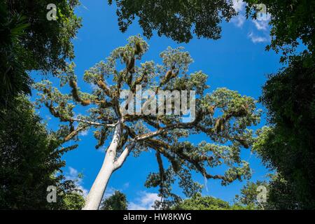 Guatemala, Petén Abteilung, Tikal Nationalpark, ein UNESCO-Weltkulturerbe, Ceiba Pentandra oder Kapok-Baum oder weiße Seide-Baumwolle Baum Stockfoto