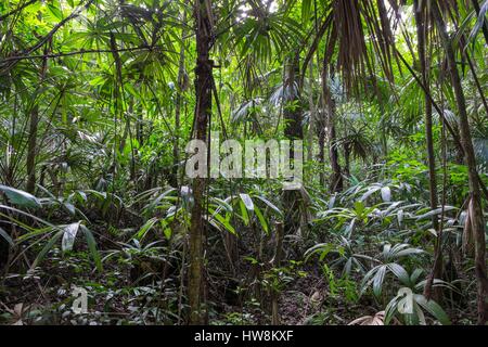 Guatemala, Petén Abteilung, Tikal Nationalpark, ein UNESCO-Weltkulturerbe Stockfoto