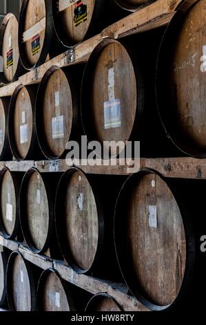 Haiti, Port au Prince, Barbancourt rum-Brennerei, Keller Stockfoto