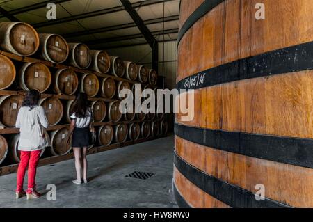 Haiti, Port au Prince, Barbancourt rum-Brennerei, Keller Stockfoto