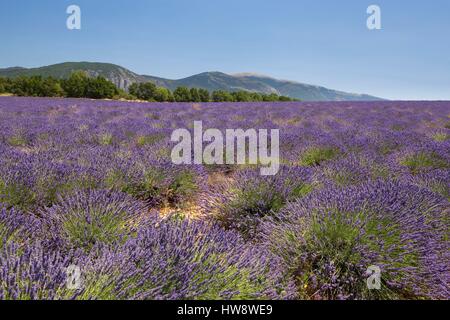 Frankreich, Alpes de Haute Provence, Naturpark des Verdon, Valensole Plateau, in der Nähe von Saint Jurs, Lavendelfeld Stockfoto