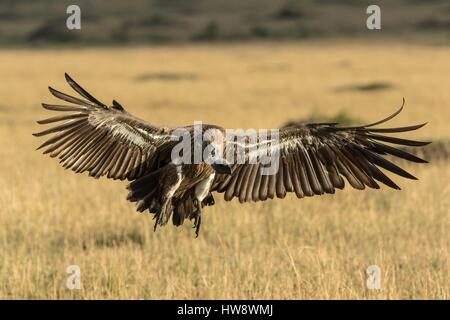 Kenia, Masai Mara Wildreservat, Rueppells Griffon (abgeschottet Rueppellii), Landung Stockfoto