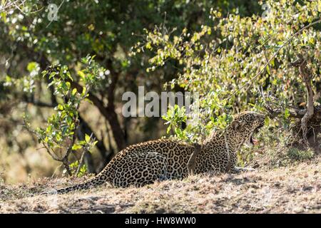 Kenia, Masai Mara Wildreservat, Leopard (Panthera Pardus), Weiblich, Gähnen Stockfoto