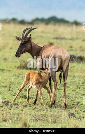 Kenia, Masai Mara Wildreservat, Topi (Damaliscus Korrigum), Mutter und Neugeborenes säugen Stockfoto