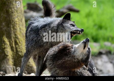 Frankreich, Mosel, Rhodos, Sainte Croix Wildlife park, Ankunft schwarze Timberwolf Wölfe (Canis Lupus Occidentalis) 6. Mai 2013, dominante Männchen Stockfoto