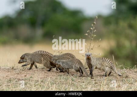 Kenia, Masai Mara Wildreservat, Zebramangusten (Mungos Mungo), Gruppe Stockfoto