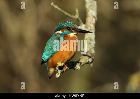 Gemeinsamen Kingfisher Alcedo Atthis thront auf einem Ast Stockfoto