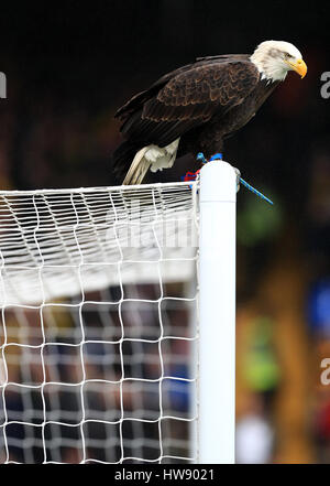 Das Crystal Palace Adler Maskottchen Kayla während der Premier League match bei Selhurst Park, London. PRESSEVERBAND Foto. Bild Datum: Samstag, 18. März 2017. PA-Geschichte-Fußball-Palast zu sehen. Bildnachweis sollte lauten: John Walton/PA Wire. Einschränkungen: EDITORIAL verwenden nur keine unbefugten Audio, Video, Daten, Spielpläne, Verbandsliga/Logos oder "live"-Dienste. Im Spiel Onlinenutzung beschränkt auf 75 Bilder, keine video Emulation. Keine Verwendung in Wetten, Spiele oder Vereinsspieler/Liga/Einzelpublikationen. Stockfoto