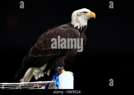 Das Crystal Palace Adler Maskottchen Kayla während der Premier League match bei Selhurst Park, London. PRESSEVERBAND Foto. Bild Datum: Samstag, 18. März 2017. PA-Geschichte-Fußball-Palast zu sehen. Bildnachweis sollte lauten: John Walton/PA Wire. Einschränkungen: EDITORIAL verwenden nur keine unbefugten Audio, Video, Daten, Spielpläne, Verbandsliga/Logos oder "live"-Dienste. Im Spiel Onlinenutzung beschränkt auf 75 Bilder, keine video Emulation. Keine Verwendung in Wetten, Spiele oder Vereinsspieler/Liga/Einzelpublikationen. Stockfoto