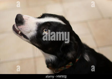 Wütend Border Collie Hund, Knurren und zeigt Zähne Stockfoto