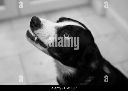 Wütend Border Collie Hund, Knurren und zeigt Zähne Stockfoto