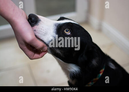 Border-Collie Hund gestreichelt Stockfoto