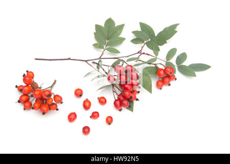 Sorbus isoliert auf weißem Hintergrund Stockfoto