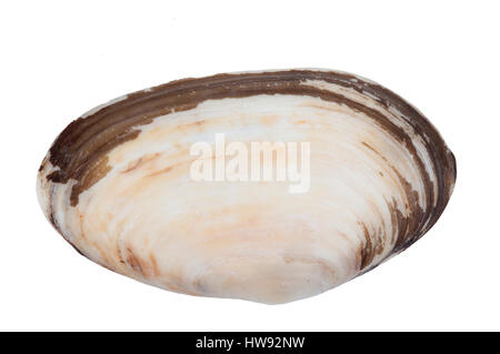 gemeinsamen Otter Shel isoliert auf weißem Hintergrund Stockfoto