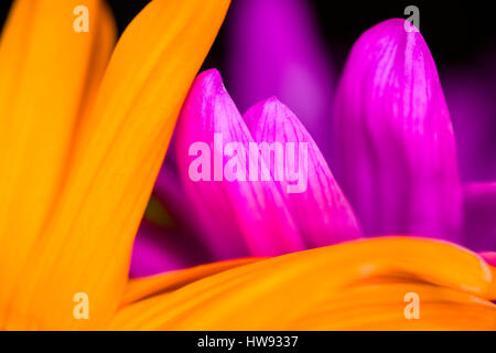 Nahaufnahmen von hellen Multi farbige bunte Blumen Stockfoto