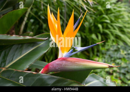 Blühende Blume des tropischen Strelitzia Reginae. Lange Orange. Strelizia. Bird Of paradise Stockfoto