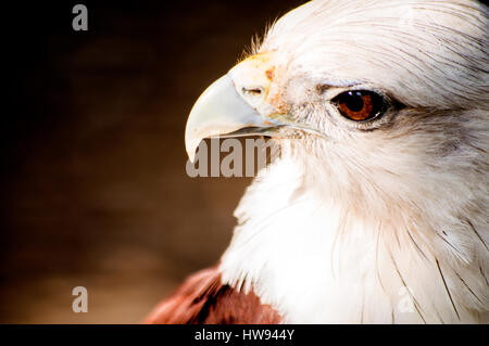 Brahimy Kite in Albay Park und Wildlife, Legazpi City, Philippinen Stockfoto