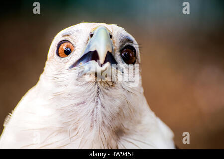 Brahimy Kite in Albay Park und Wildlife, Legazpi City, Philippinen Stockfoto