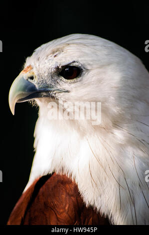 Brahimy Kite in Albay Park und Wildlife, Legazpi City, Philippinen Stockfoto